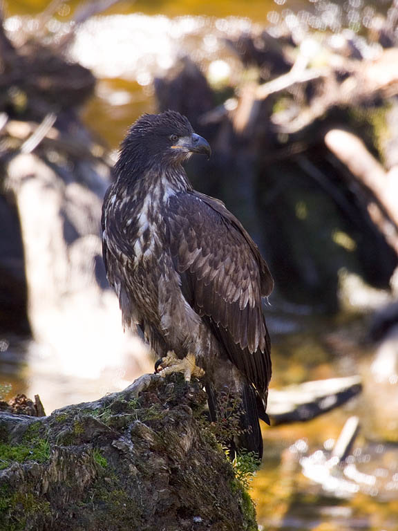 Young bald eagle, Knight Inlet, British Columbia, September 2004.  Click for next photo.