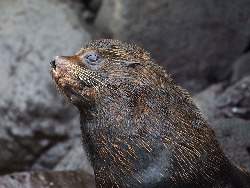 Fur seal, Genovesa Island, Galapagos.  Click for next photo.
