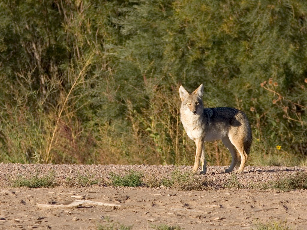 Coyote, Bosque del Apache NWR, New Mexico.  Click for next photo.