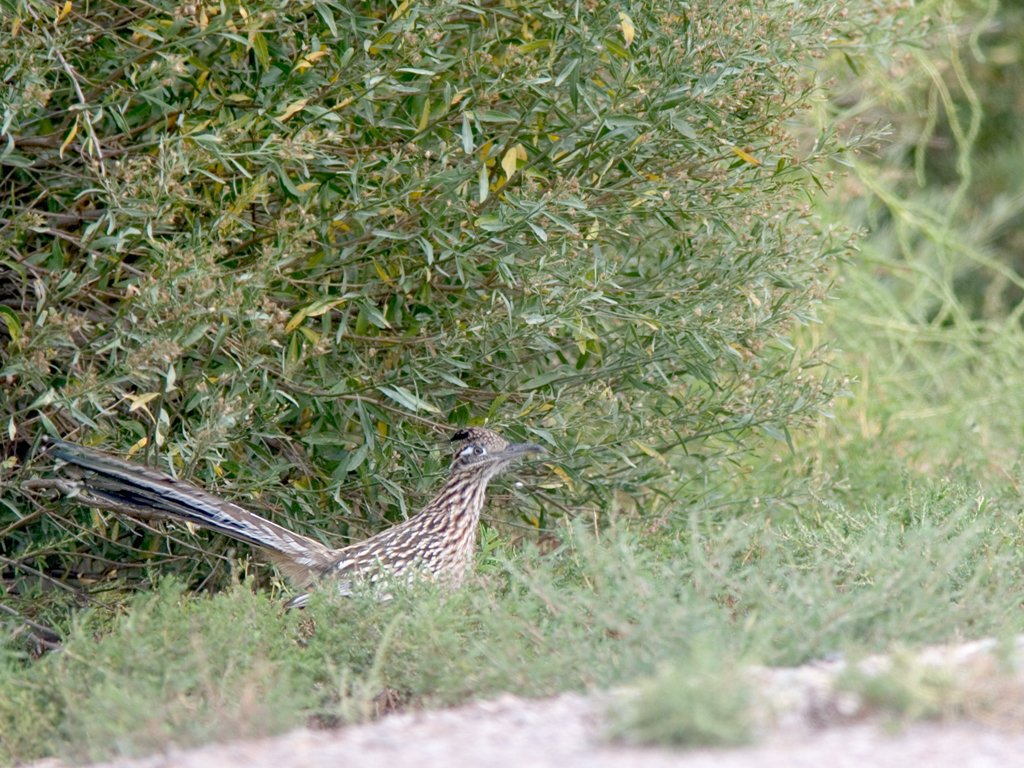 Not a great shot but how often do you see a roadrunner? Bosque del Apache NWR, New Mexico, 2004.  Click for next photo.