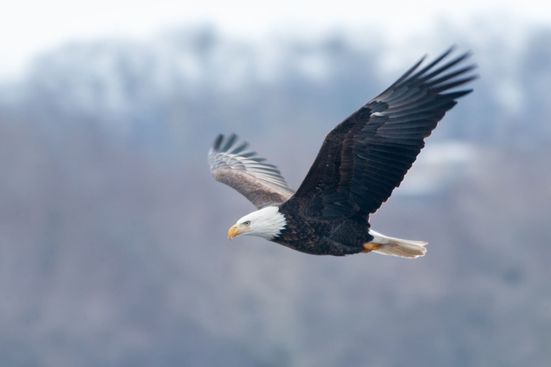 Eagle sails along.  Click for next photo.