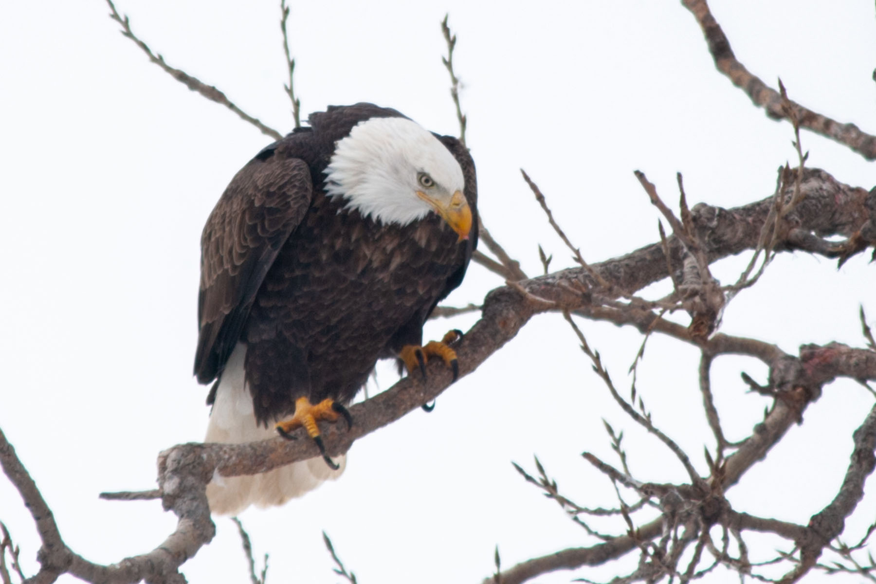 Bald eagle, Keokuk, Iowa, Feb. 1, 2004.  Click for next photo.