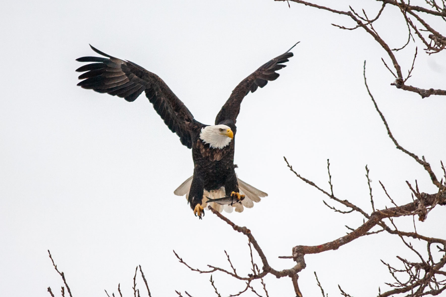 Eagle finds a place to dine on a fish.  Click for next photo.