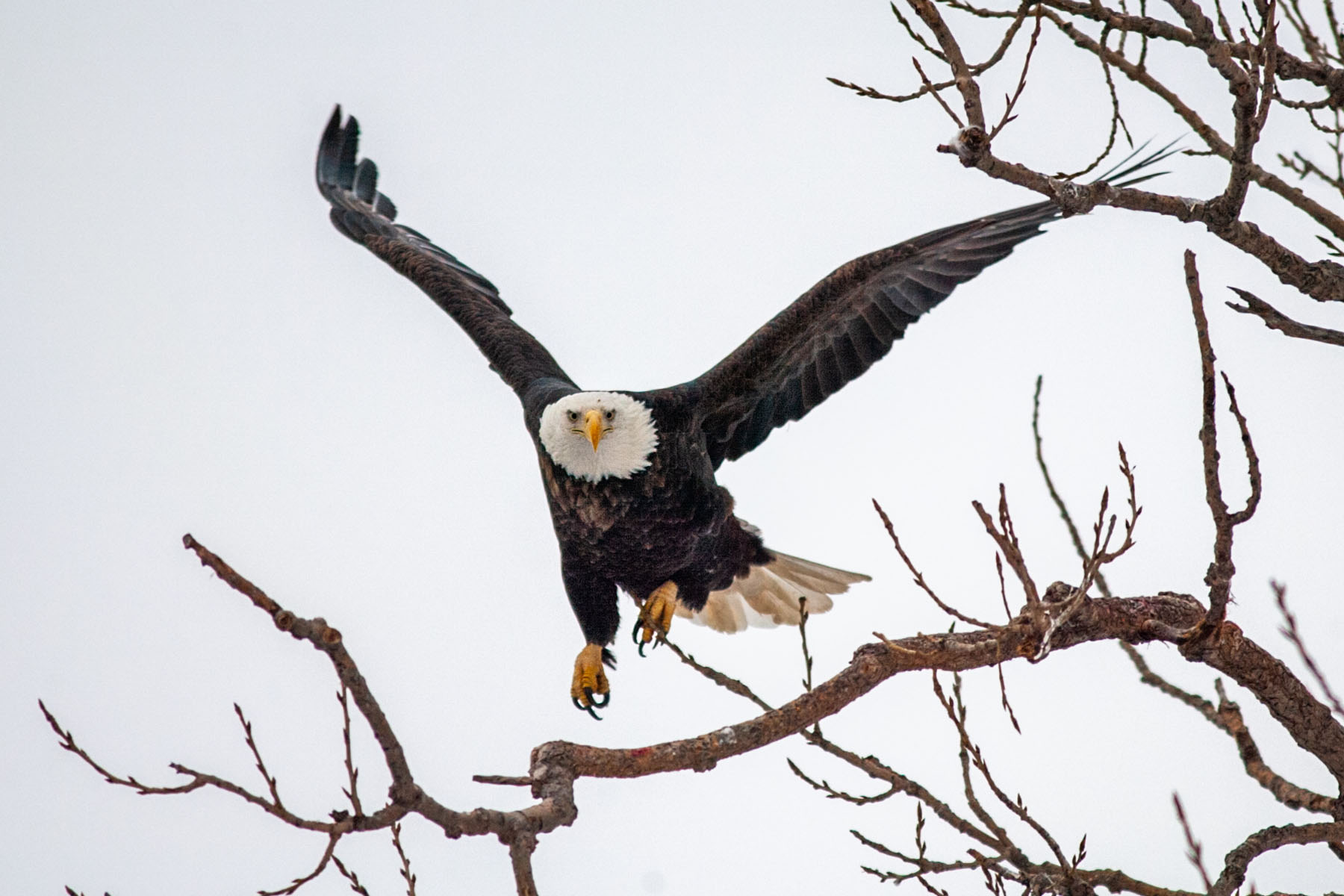 Eagle finds a convenient perch in Keokuk.  Click for next photo.