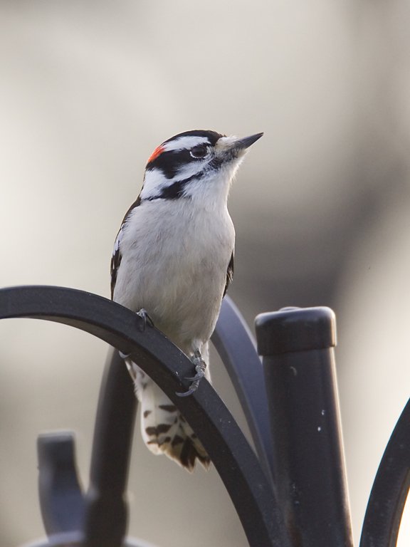Downy woodpecker, Daniel Webster Wildlife Sanctuary (Mass Audubon), Marshfield, Mass.  Click for next photo.