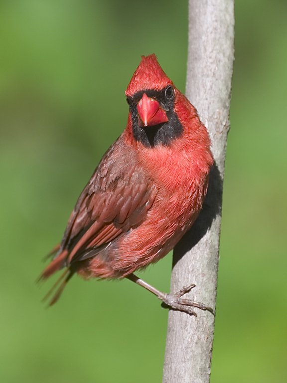This male cardinal is a frequent visitor.  However the female is more secretive and only shows up at odd hours.  Click for next photo.