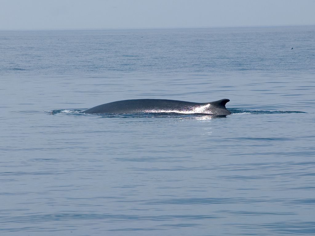 Saw two fin whales on a whale watch from Bar Harbor.  Click for next photo.
