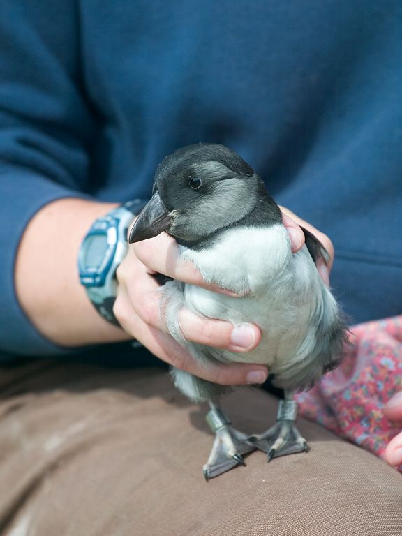 A researcher shows off a young puffling which has been tagged and will be released to the ocean.  Click for next photo.