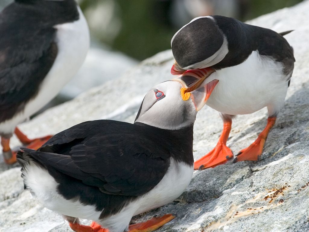 Puffins rub beaks as a form of greeting.  Click for next photo.