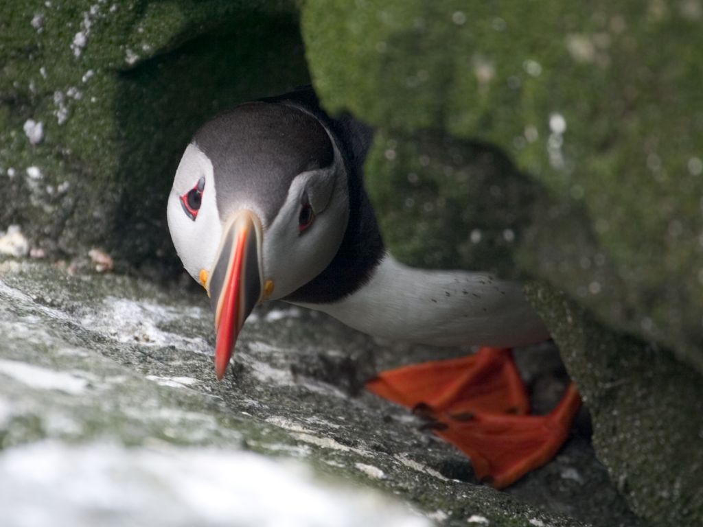 A puffin peers out of his burrow.  Click for next photo.