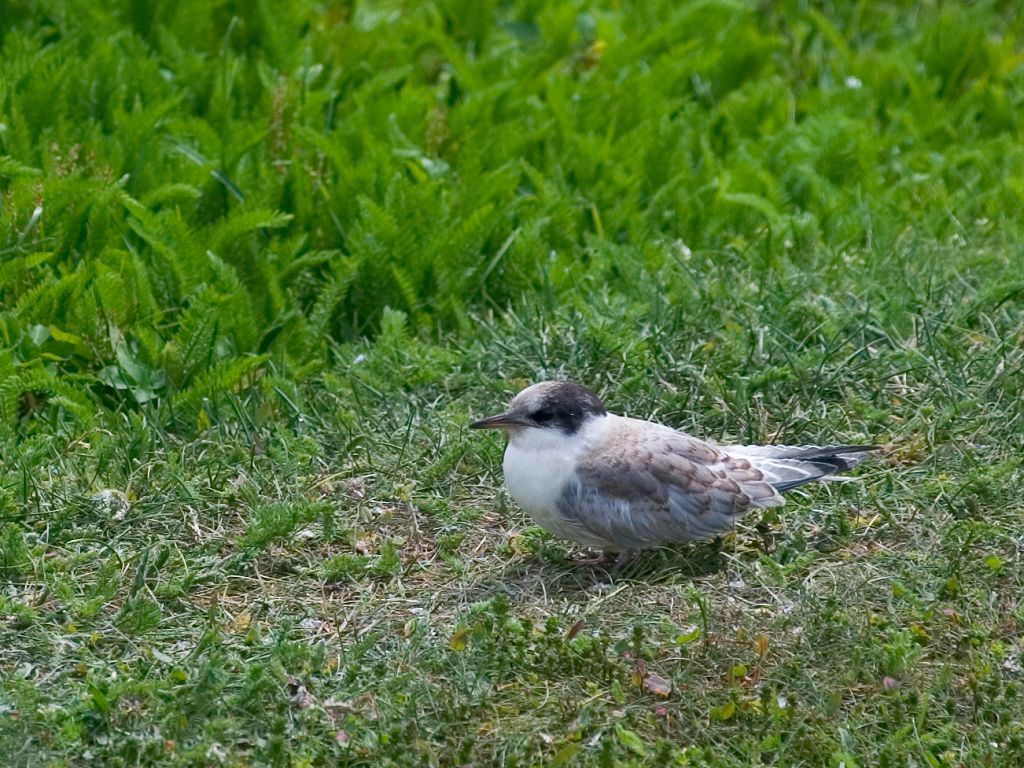 One of the hundreds of tern chicks hatched on Machias Seal Island in.  Click for next photo.