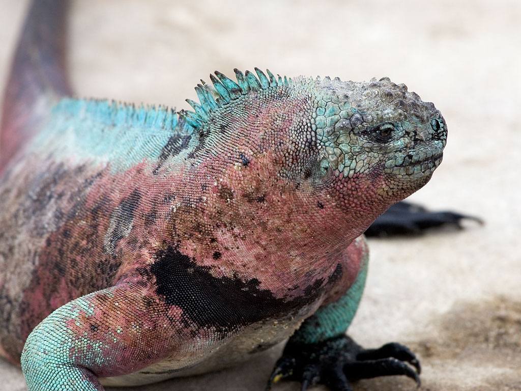 Marine iguana, Punta Suarez, Espanola Island, Galapagos.  Click for next photo.