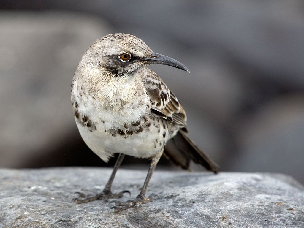 Mockingbird, Punta Suarez, Espanola Island, Galapagos.  Click for next photo.