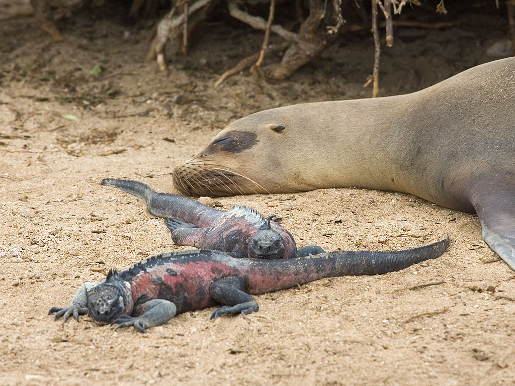 Sea lion and marine iguanas, Punta Suarez, Espanola Island, Galapagos.  Click for next photo.