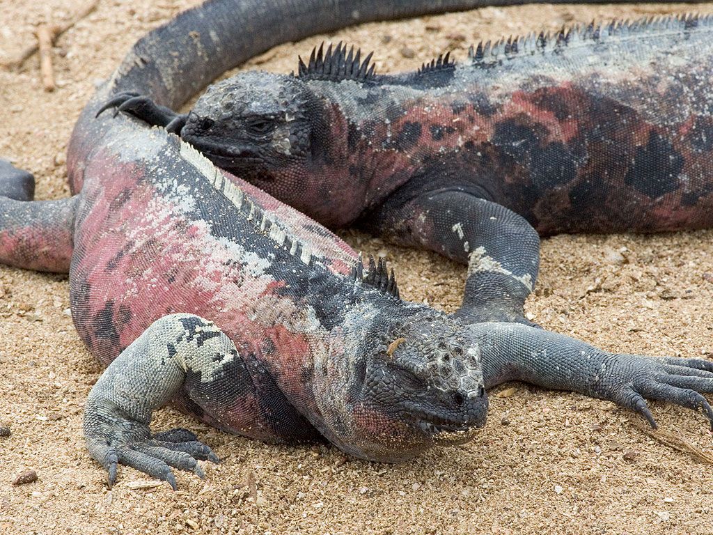 Marine iguana, Punta Suarez, Espanola Island, Galapagos.  Click for next photo.