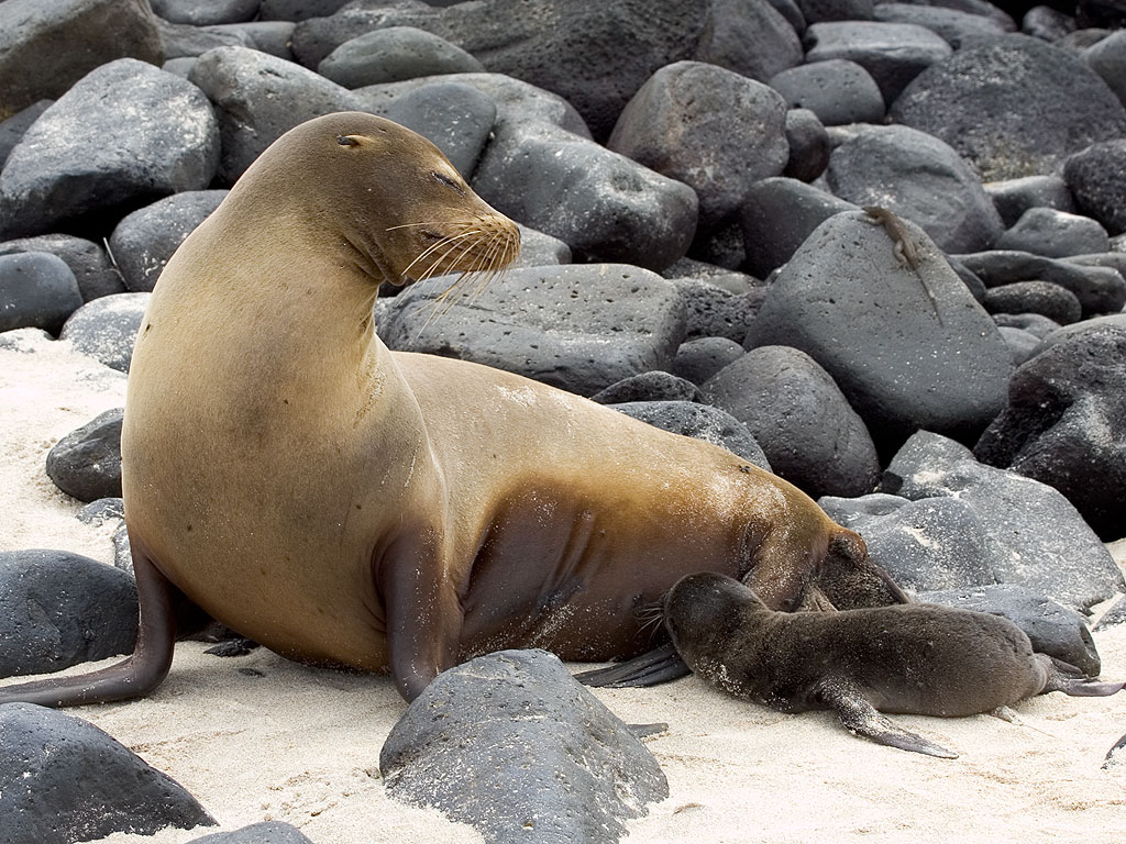 Sea lion and newborn pup, Punta Suarez, Espanola Island, Galapagos.  Click for next photo.