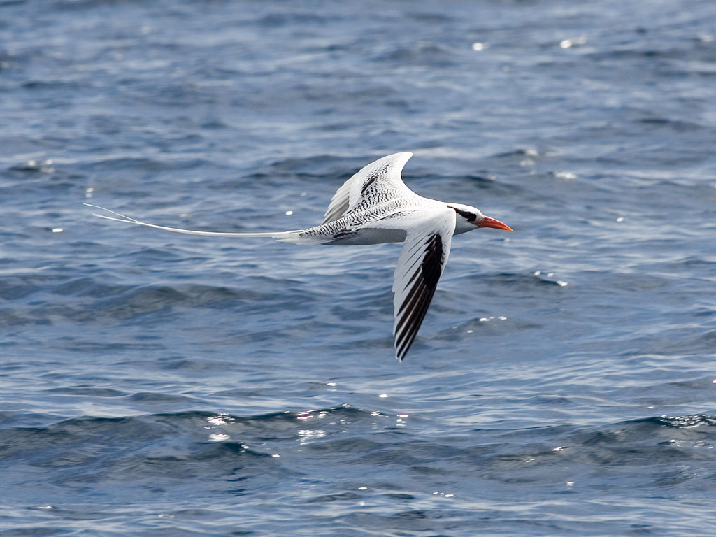 Red-billed Tropic Bird, Punta Suarez, Espanola Island, Galapagos.  Click for next photo.