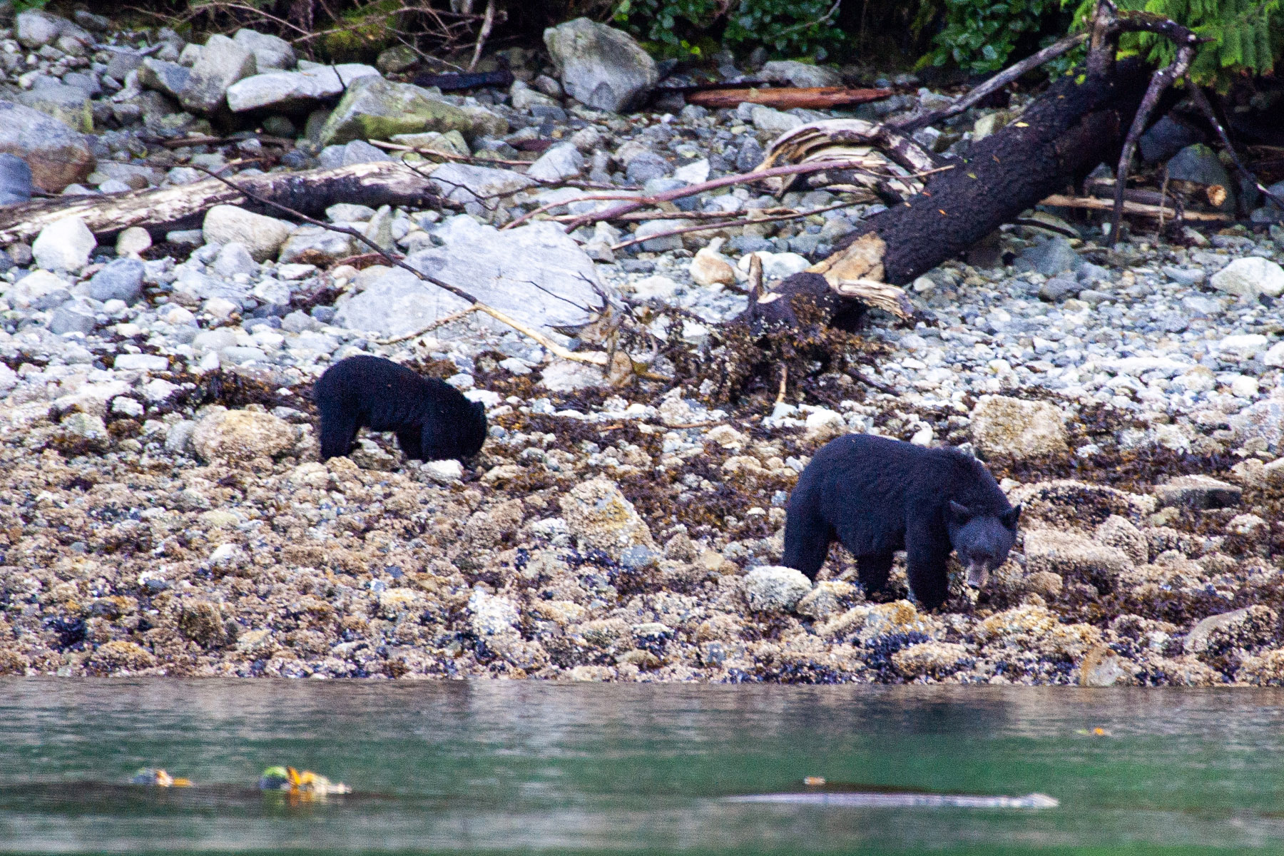 Black bears on the shore near Knight Inlet, British Columbia.  Click for next photo.