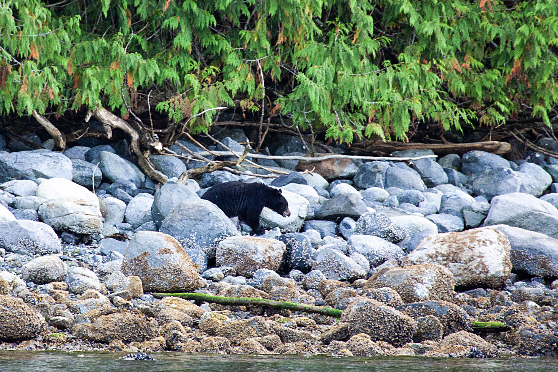 Black bear on the shore near Knight Inlet, British Columbia.  Click for next photo.
