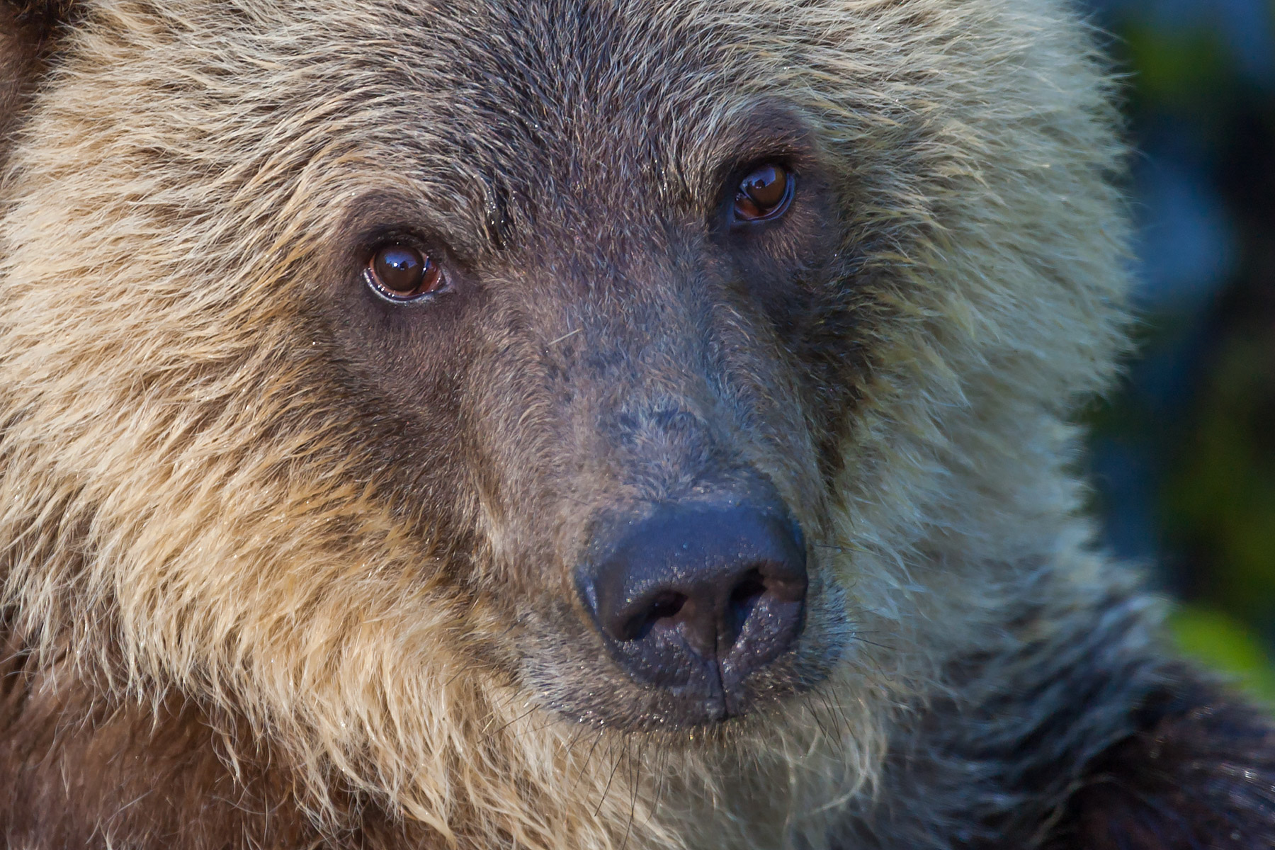 Grizzly bear yearling cub, Knight Inlet, British Columbia.  Tight crop of previous image.  Click for next photo.