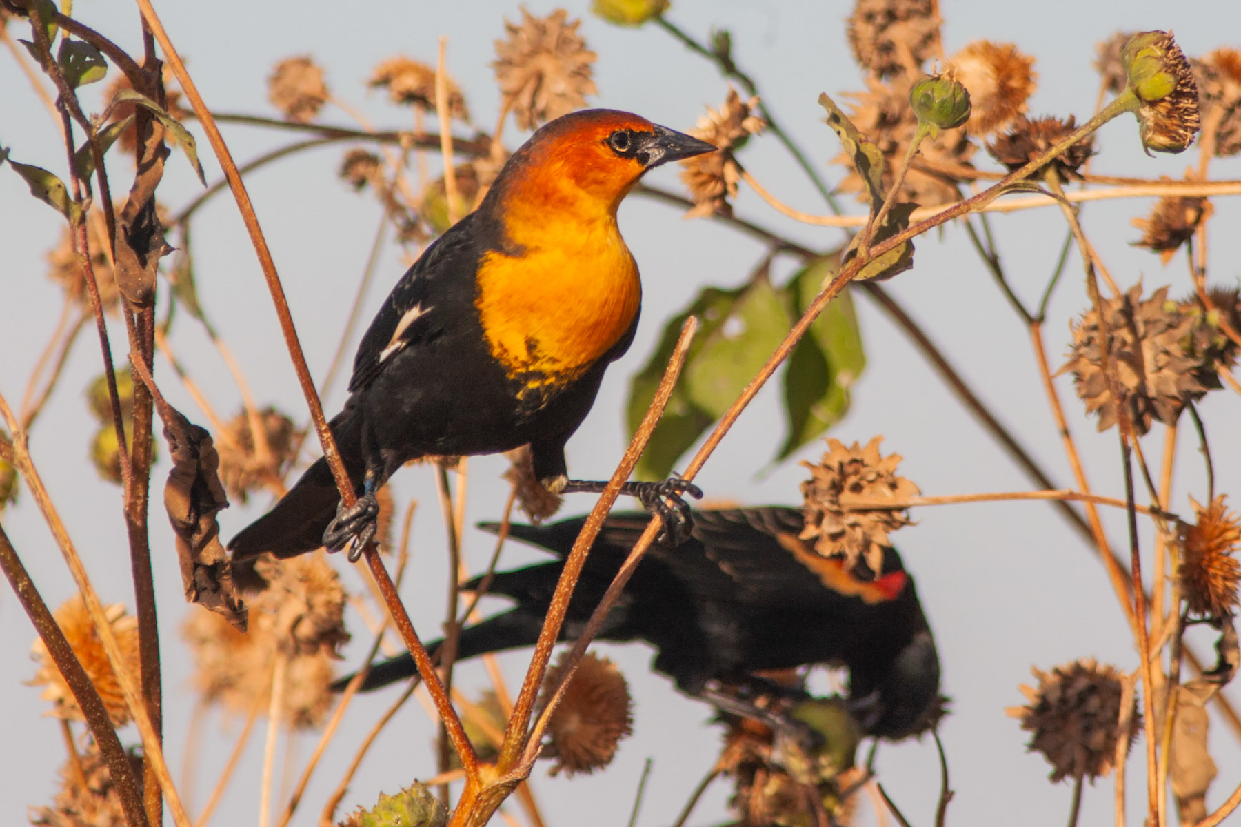 Yellow-headed blackbird, Bosque del Apache NWR.  Click for next photo.