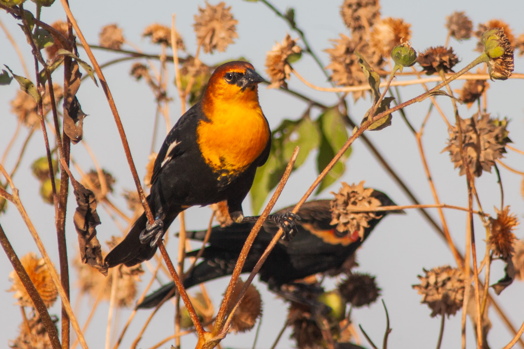 Yellow-headed blackbird, Bosque del Apache NWR.  Click for next photo.