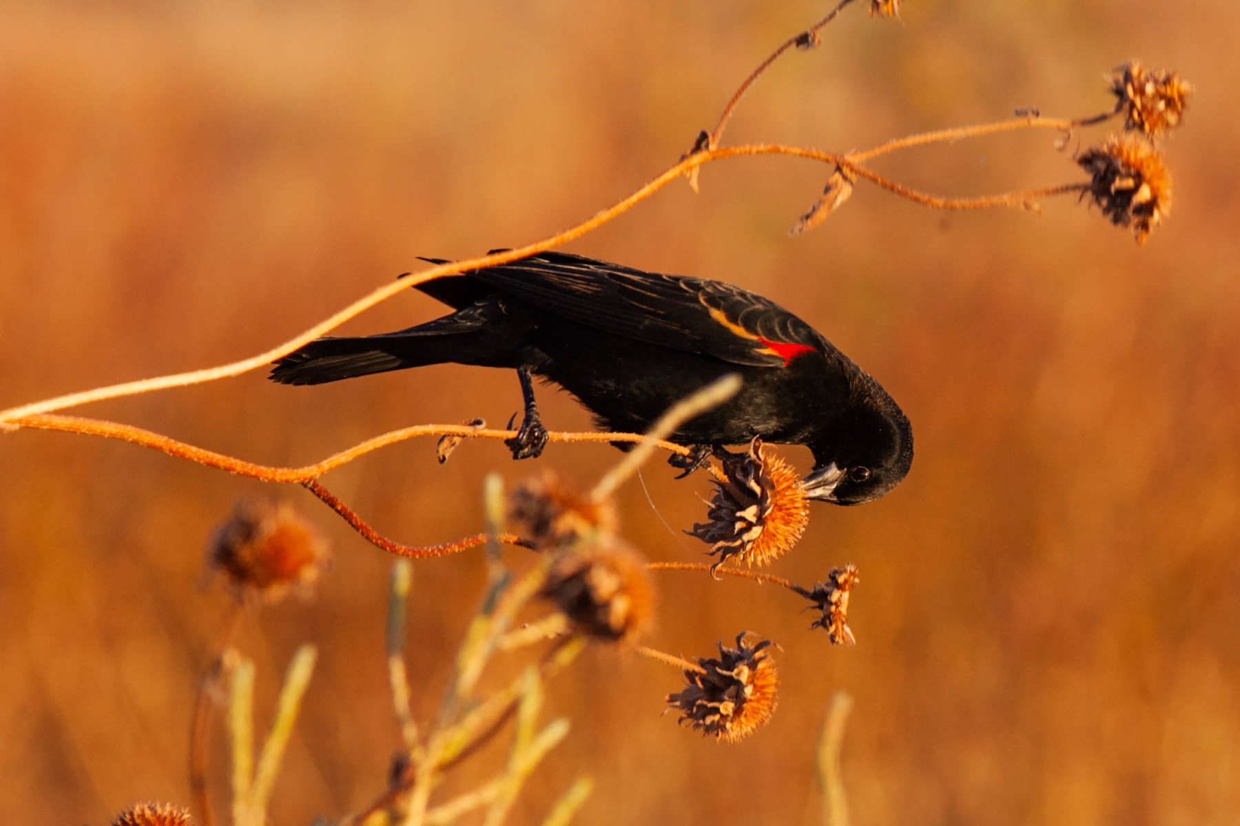 Red-winged blackbird, Bosque del Apache NWR, New Mexico.  Click for next photo.