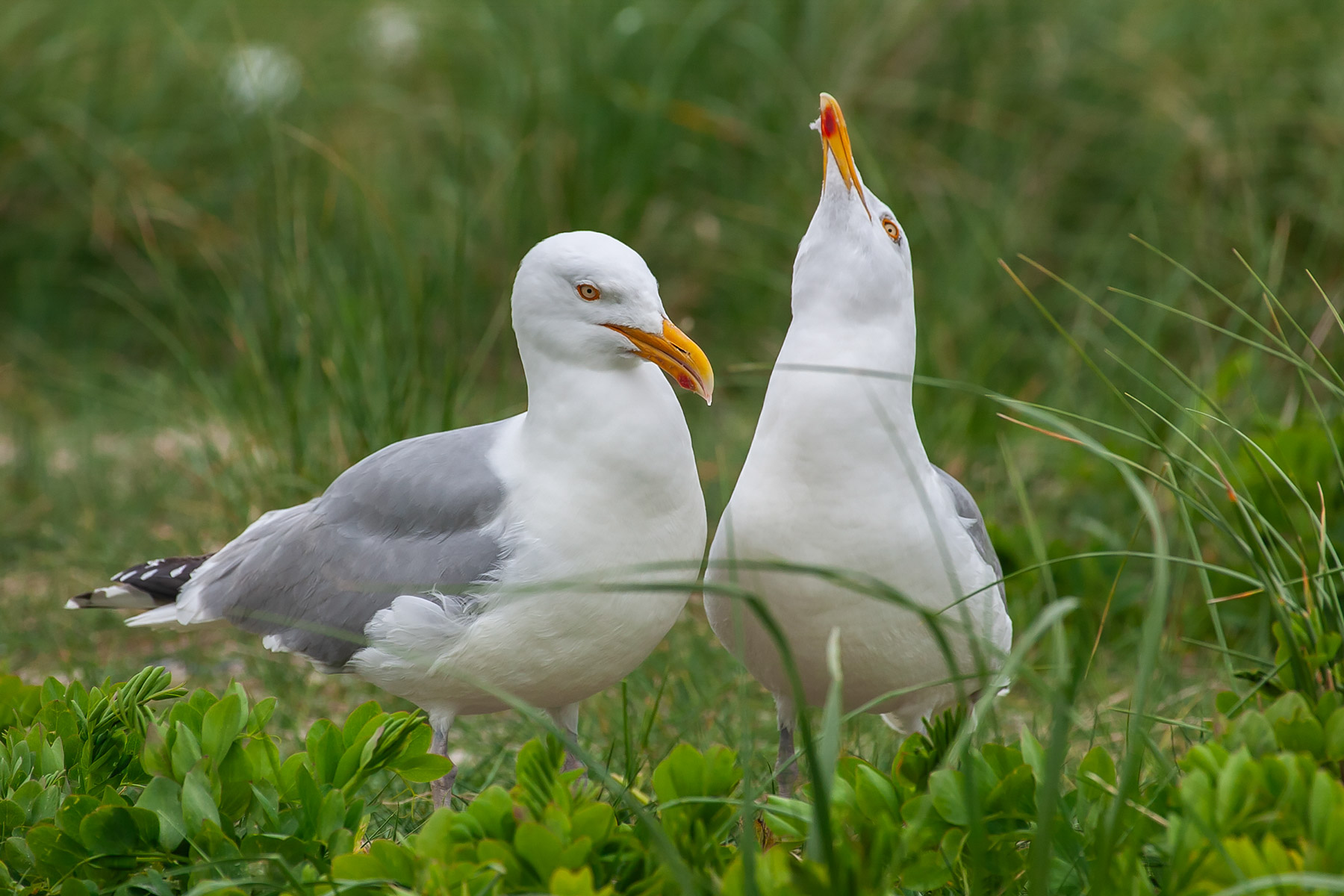 Nesting gulls, Monomoy National Wildlife Refuge, Cape Cod  Click for next photo.