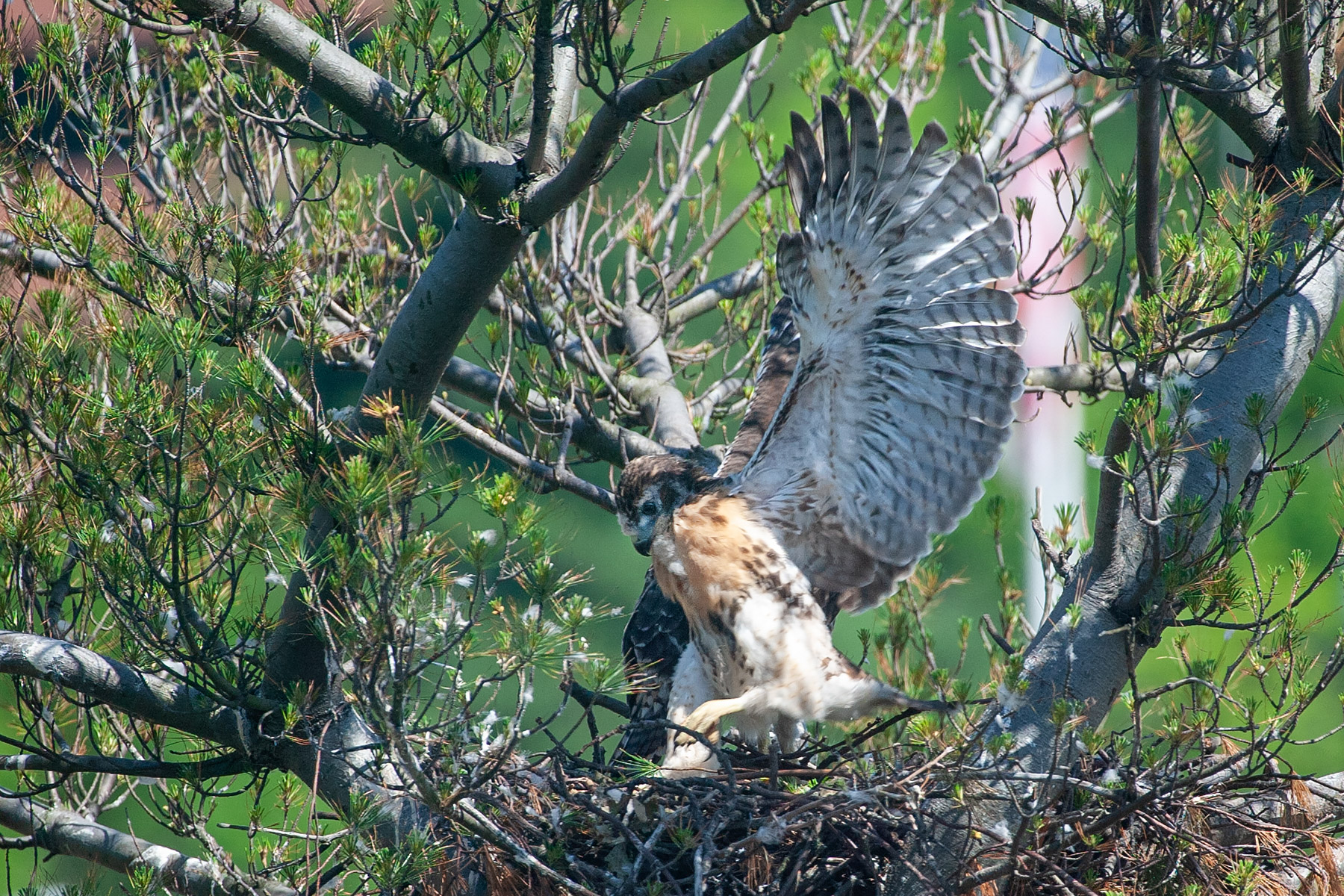One of the Juniors III spreads his wings.  Click for next photo.