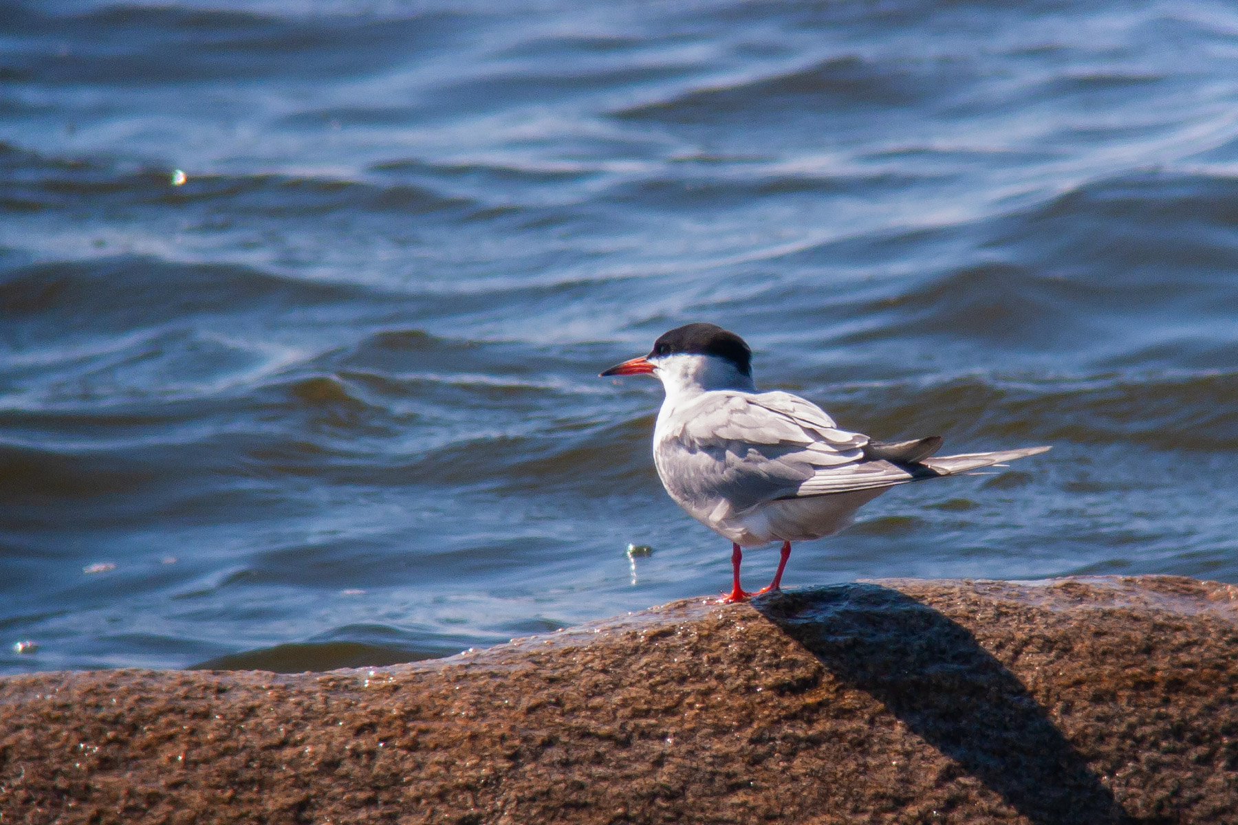 Tern at Trustom Pond National Wildlife Refuge, Rhode Island, Canon S45 camera and Televue 85 telescope.  Click for next photo.