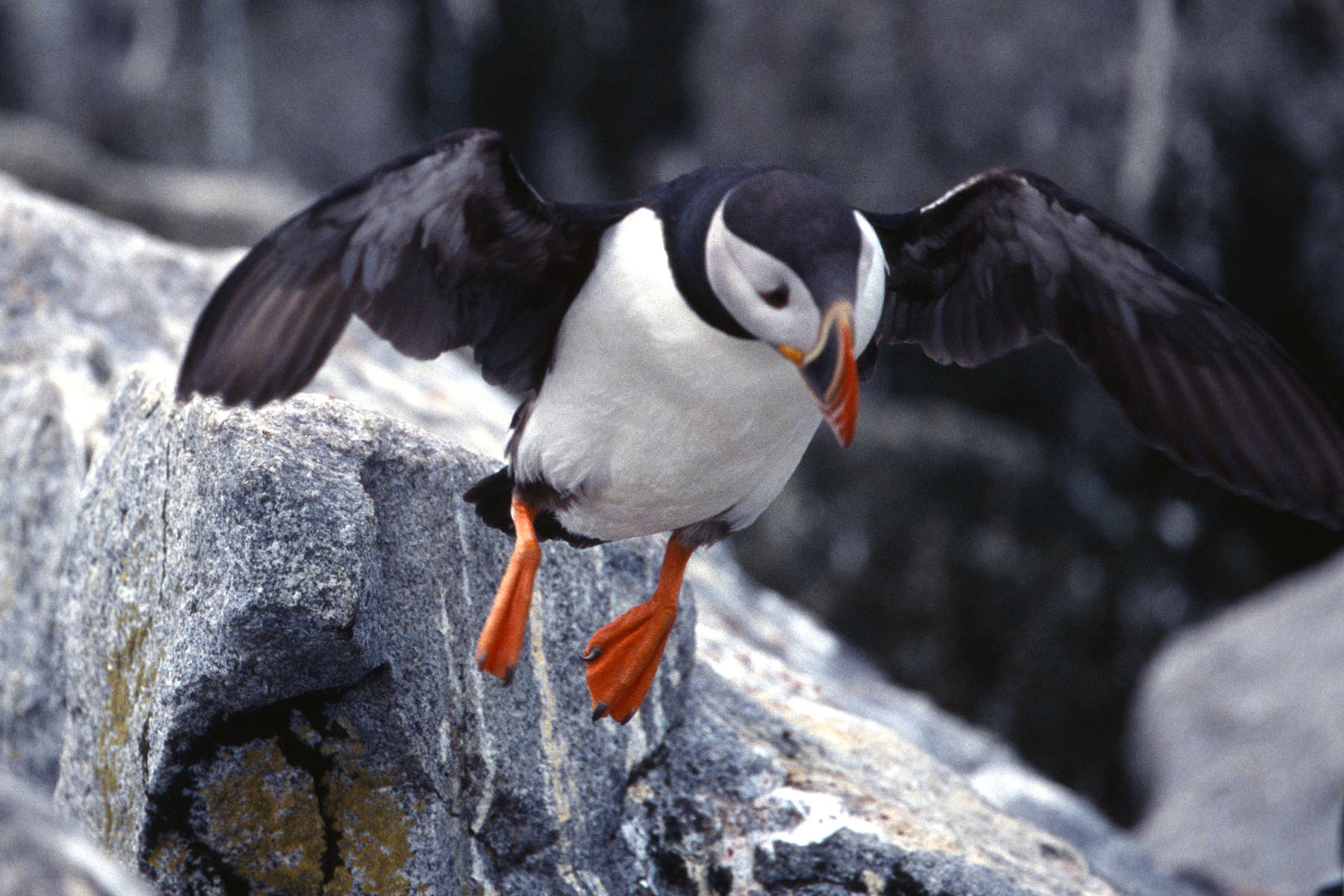 Puffin takes flight, Machias Seal Island.  Scanned from slide.  Click for next photo.