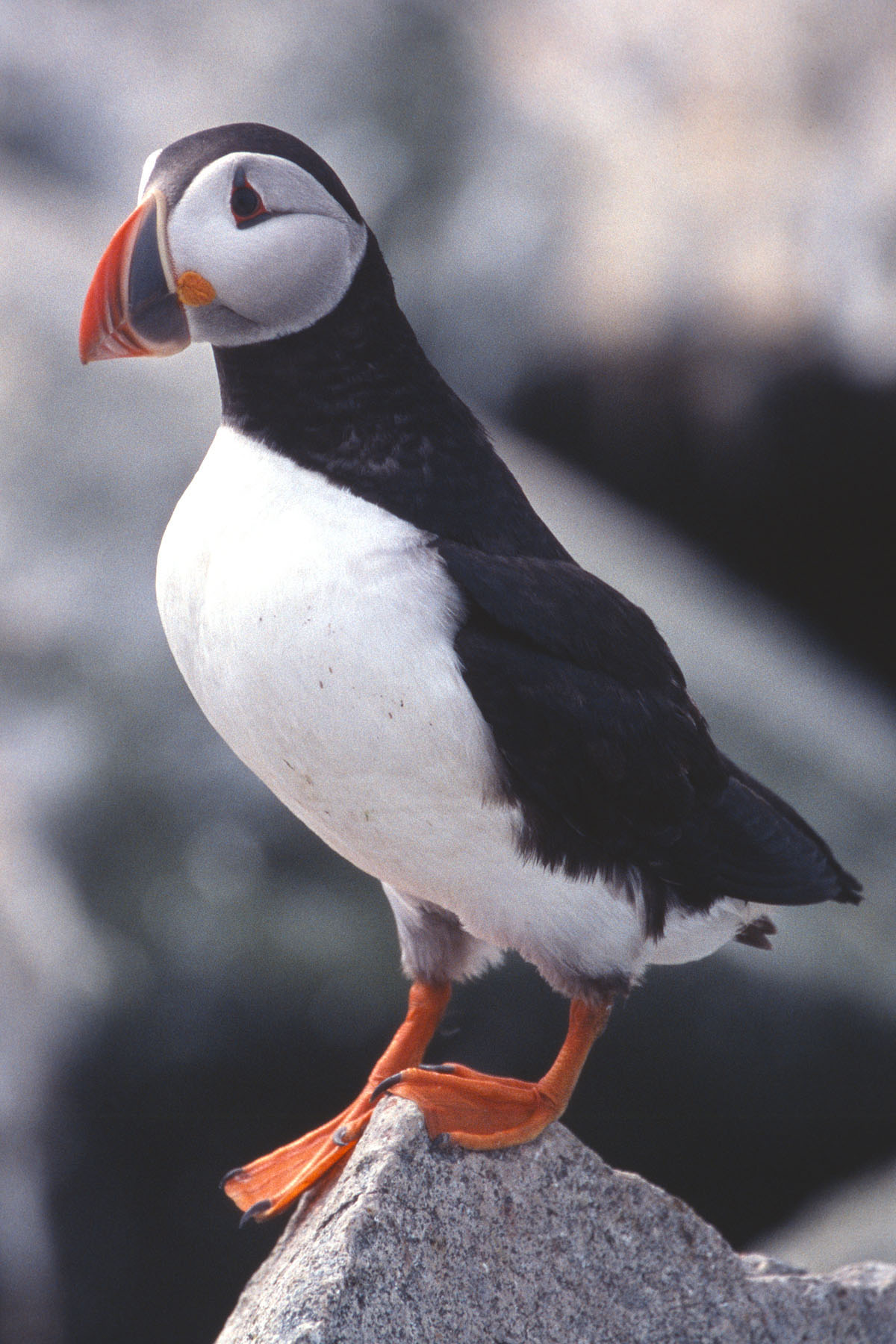 Puffin, Machias Seal Island.  Scanned from slide.  Click for next photo.