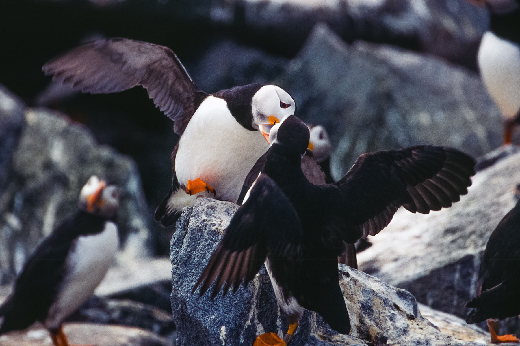 Puffins greet each other, Machias Seal Island.  Scanned from slide.  Click for next photo.