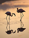 Flamingos, Floreana Island, Galapagos.