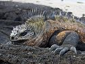 Marine iguana, Punta Espinosa, Fernandina Island, Galapagos, Dec.14, 2004.