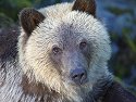 Grizzly bear yearling cub, Knight Inlet, British Columbia, September 2004.