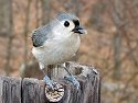 USB tether shot, tufted titmouse with Canon S45 in 2004.