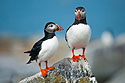 ""Little Brothers"", puffins on Machias Seal Island, Gulf of Maine, 2004.  This photo is featured on the cover of the book ""Nothin' But Puffins: And Other Silly Observations,"" available at Amazon.com.