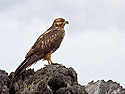 Galapagos Hawk, Punta Suarez, Espanola Island, Galapagos.