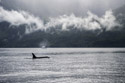 Orca, British Columbia.