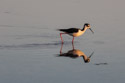 Black-necked Stilt at sunset, Floreana Island, Galapagos.
