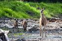 Blacktail deer, Port McNeill, British Columbia.