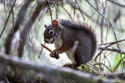 Squirrel, British Columbia.