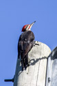 Pileated woodpecker, Quadra Island, British Columbia.