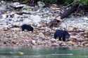 Black bears on the shore near Knight Inlet, British Columbia.