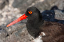 Oystercatcher, Punta Espinosa, Fernandina Island, Galapagos.