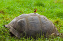Vermillion Flycatcher on Galapagos Tortoise, Santa Cruz Island, Galapagos.