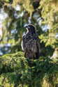 Eagle, British Columbia.
