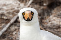 Nazca booby, Genovesa Island, Galapagos.
