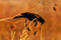 Red-winged blackbird, Bosque del Apache NWR, New Mexico.